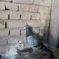 کفتر مسافتی مسابقه دیده