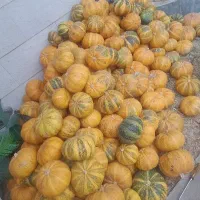 کدو محلی کلی و جزعی