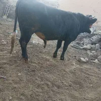 گاو نر کشتاری کیلویی 350|حیوانات مزرعه|باوله, |دیوار