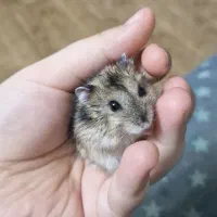 همستر های مینیاتوری ، وینتروایت ، کمپل