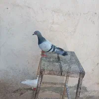 کفتر مفت