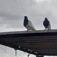 کبوتر رنگی کله اهوازی سیاه و جفت جوجه کله تاپ