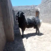 بره قوچ فروشی