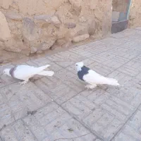 نر طوقی کاکلی|پرنده|درمیان, |دیوار