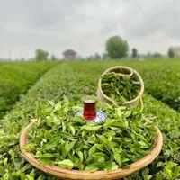 چای لاهیجان شکسته ممتاز  کد 21 خان دشت|خوردنی و آشامیدنی|لاهیجان, شیخ زاهد|دیوار