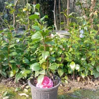 کاملیا|گل و گیاه طبیعی|چابکسر, |دیوار