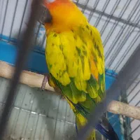 طوطی خورشیدی (سان کانور)|پرنده|تهران, شهرآرا|دیوار