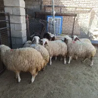بره ماده داشتی