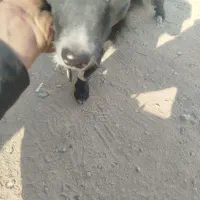 سگ ماده|سگ|مرودشت, کوشک|دیوار