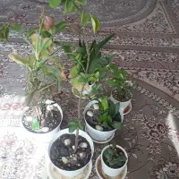 تنور گازی و ...|اجاق گاز و لوازم برقی پخت‌وپز|بیرجند, |دیوار