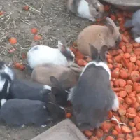 خرگوش خوب بزرگ