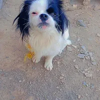 سگ بفروش میرسد|سگ|ماکو, |دیوار