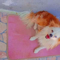 سگ پامر