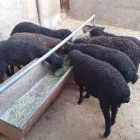 بره نروماده خوراک خورفروشی