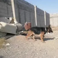 توله ژرمن شپرد اصیل