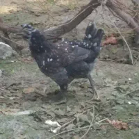 تخم گلین تازه|حیوانات مزرعه|علی‌آباد کتول, |دیوار