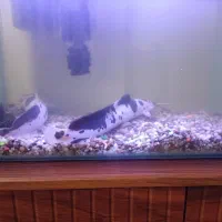 ماهی کت فیش آفریقای