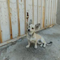 دزدیده شده یابنده مژدگانی ویژه|سگ|جم, |دیوار