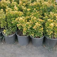 دنیای شمشاد