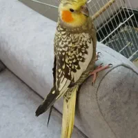 عروس هلندی ماده گل باغالی|پرنده|قم, آزادگان|دیوار