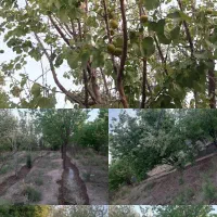 فروش ۵۵۰ متری