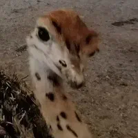 فروش 6جوجه شترمرغ