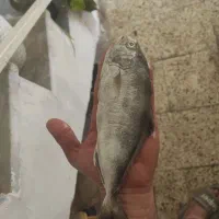 ماهی