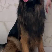 سگ ژرمن شولاین