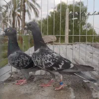 کبوتر