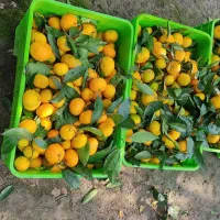 نارنگی شیرین و آبدار