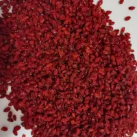 طلای سرخ قائنات مشهد