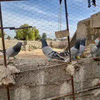 سبز دمسفید|پرنده|سوسنگرد, |دیوار