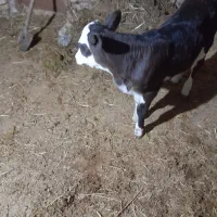 گوساله سیمیتال|حیوانات مزرعه|آشخانه, |دیوار