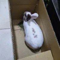 خرگوش بازیگوش