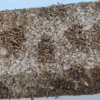 کرم میلورم|خزنده|گرگان, |دیوار