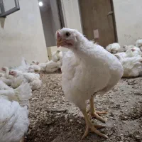 مرغ زنده گوشتی|حیوانات مزرعه|چهارباغ, |دیوار