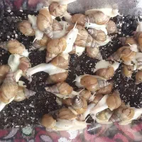 تعدادی حلزون در بردسیر