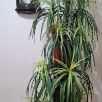 گل مصنوعی آپارتمانی