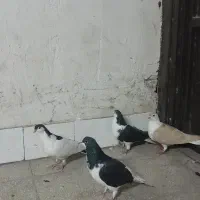 کفتر کبوتر پلاس