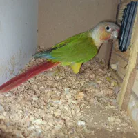 یه جفت گرینچیک مولد با قفس