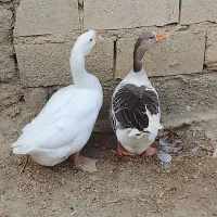 قو غاز