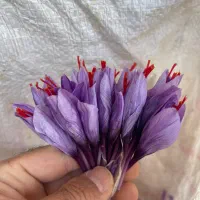 شعبه توزیع گل زعفرون داری تماس بگیر
