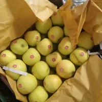 سیب لوکس  کوهستانی ارومیه ترگور دربند