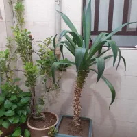 گل های زیبا