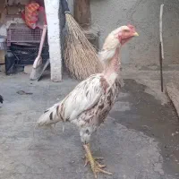 خروس لاری