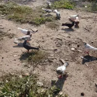 فروش کبوتر|پرنده|فاضل آباد, |دیوار