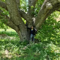 خرید چوب|خدمات باغبانی و درختکاری|دیلمان, |دیوار