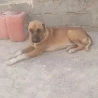 سگ‌زرد بزرگ