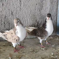ساده زرد هفت‌رنگ