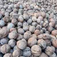 گردو پرچرب پوست کاغذی بسیار خوشمزه و طعم.